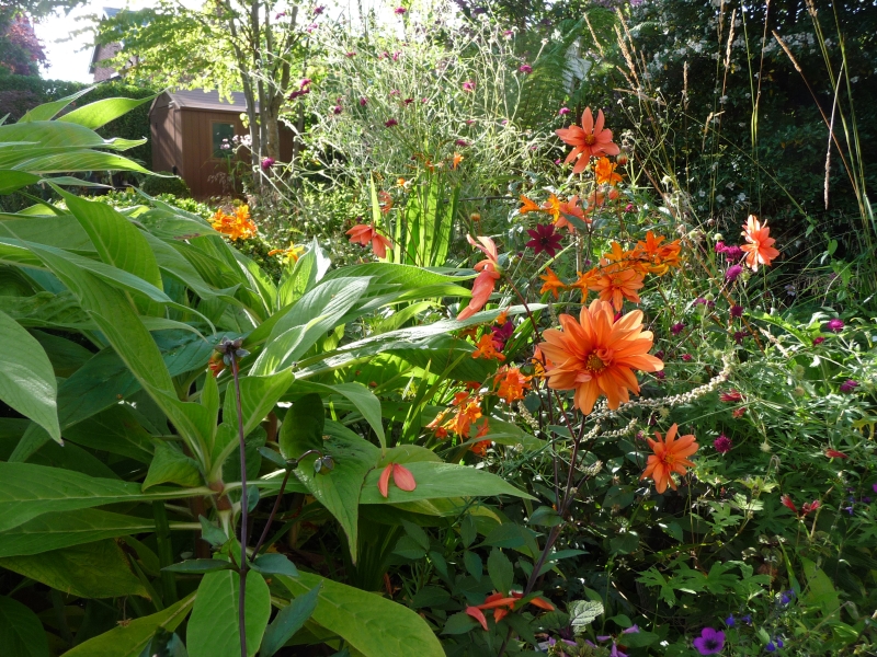 Adrian Walsh Belfast Garden